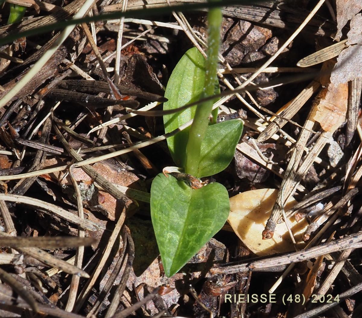 Lady's Tresses, Creeping leaf